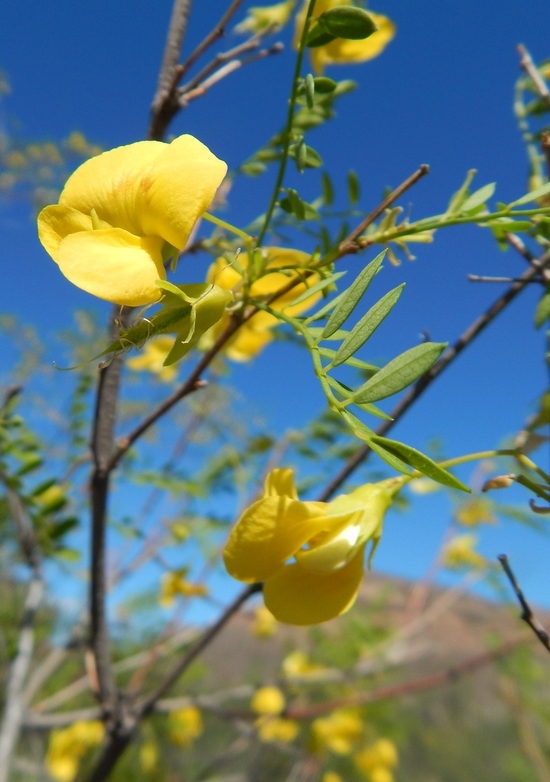 Image of Diphysa occidentalis Rose