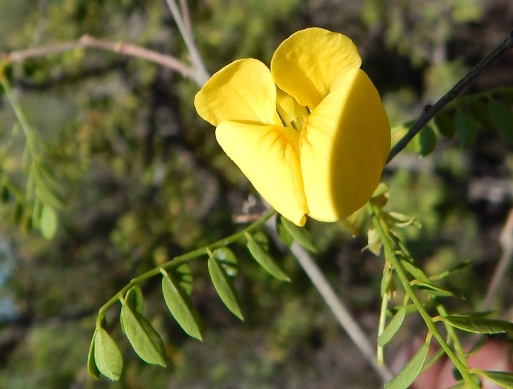 Image of Diphysa occidentalis Rose