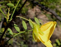 Image of Diphysa occidentalis Rose