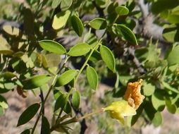 Image of Diphysa occidentalis Rose