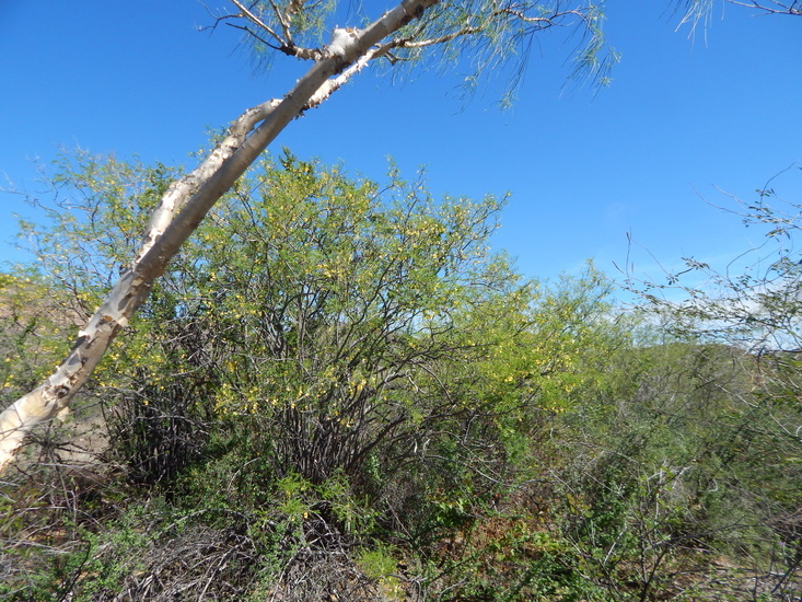 Image of Diphysa occidentalis Rose