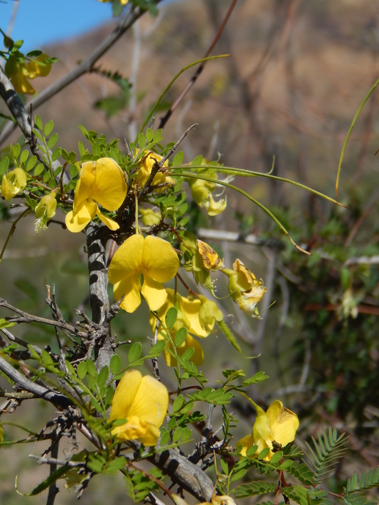 Image of Diphysa occidentalis Rose