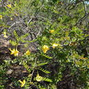 Image of Diphysa occidentalis Rose
