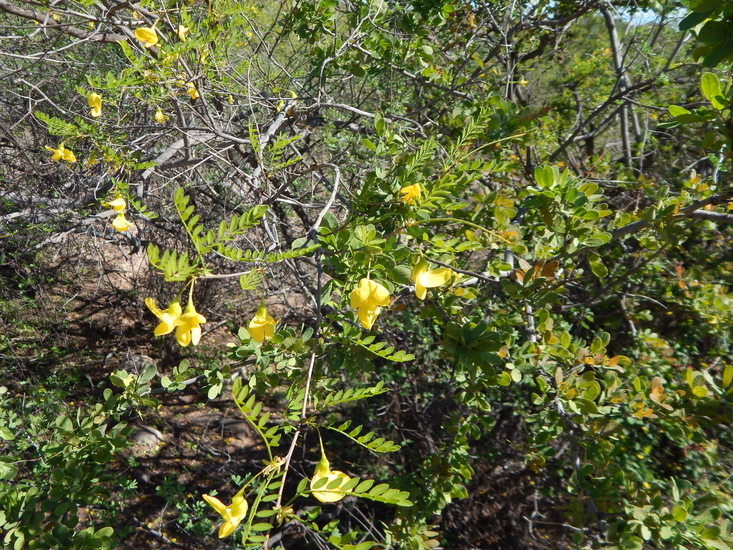 Image of Diphysa occidentalis Rose