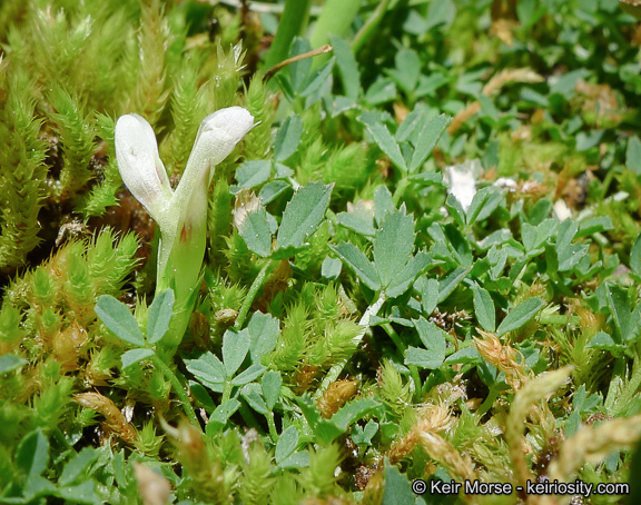 Imagem de Trifolium monanthum var. grantianum (A. Heller) Parish