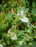 Image of mountain carpet clover