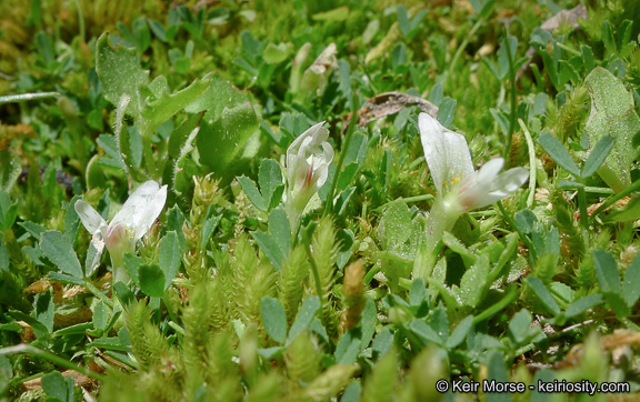 Image of mountain carpet clover