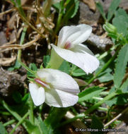 Image of mountain carpet clover