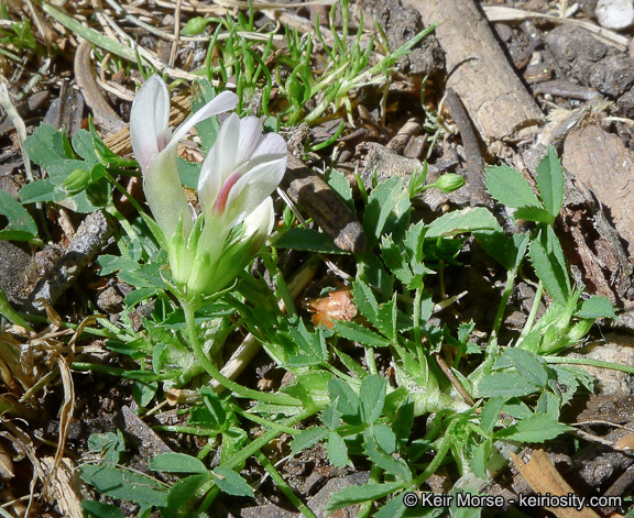 Imagem de Trifolium monanthum var. grantianum (A. Heller) Parish