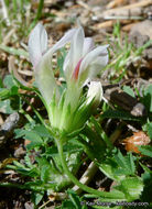 Image of mountain carpet clover