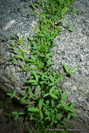 Image of mountain carpet clover