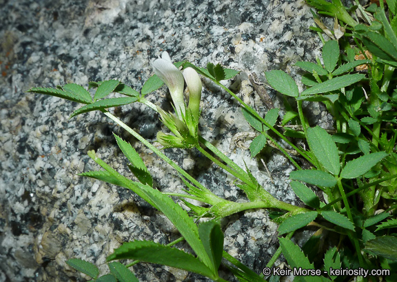 Image de Trifolium monanthum var. grantianum (A. Heller) Parish