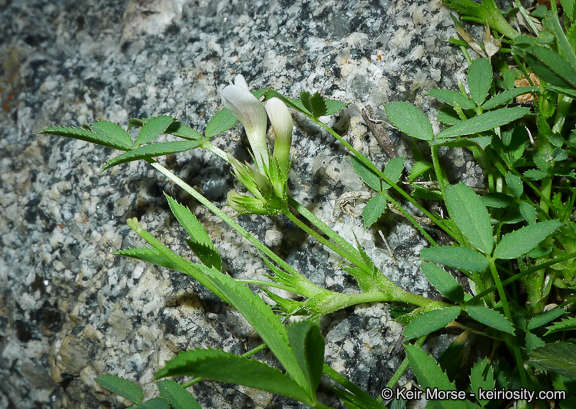 Imagem de Trifolium monanthum var. grantianum (A. Heller) Parish