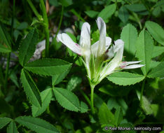 Image de Trifolium monanthum var. grantianum (A. Heller) Parish