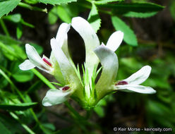 Image of mountain carpet clover