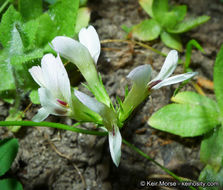 Image of mountain carpet clover