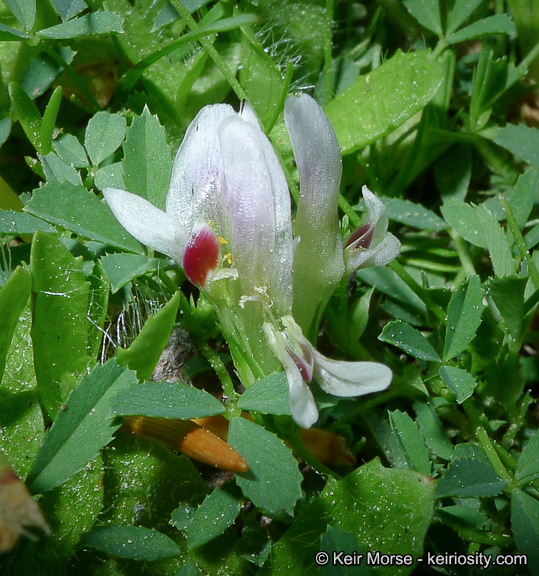 Image de Trifolium monanthum var. grantianum (A. Heller) Parish