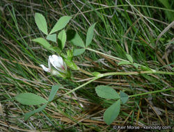 Image of mountain carpet clover