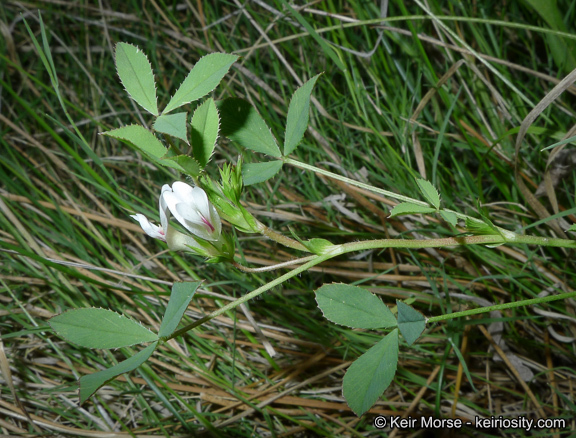 Image de Trifolium monanthum var. grantianum (A. Heller) Parish