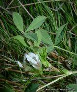 Image of mountain carpet clover