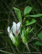 Image of mountain carpet clover