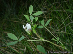 Image of mountain carpet clover