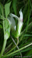 Image of mountain carpet clover