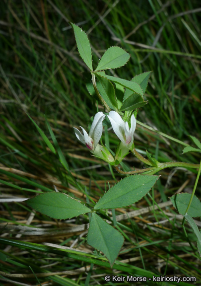 Image of mountain carpet clover