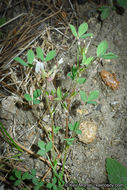 Image of mountain carpet clover