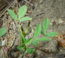 Image of mountain carpet clover