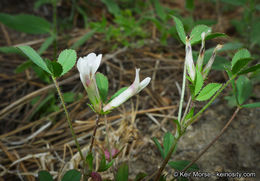 Image of mountain carpet clover