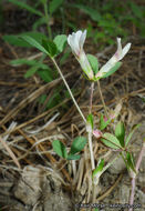 Image of mountain carpet clover