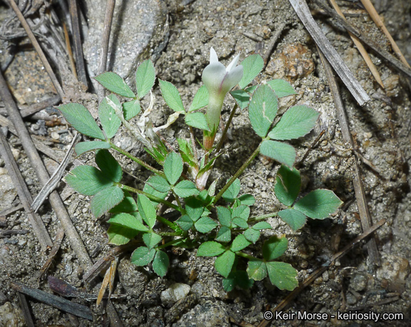 Image of mountain carpet clover