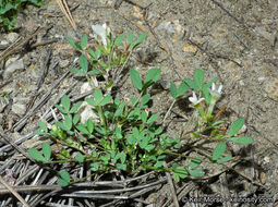 Image of mountain carpet clover