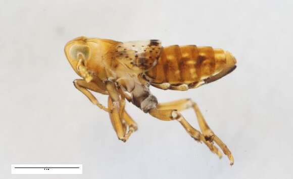 Image of Conomelus