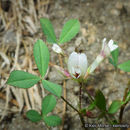 Image de Trifolium monanthum var. grantianum (A. Heller) Parish