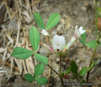 Image de Trifolium monanthum var. grantianum (A. Heller) Parish