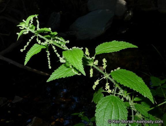 Image of <i>Urtica dioica</i> ssp. <i>holosericea</i>