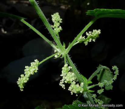 <i>Urtica dioica</i> ssp. <i>holosericea</i>的圖片