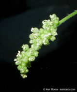 <i>Urtica dioica</i> ssp. <i>holosericea</i>的圖片