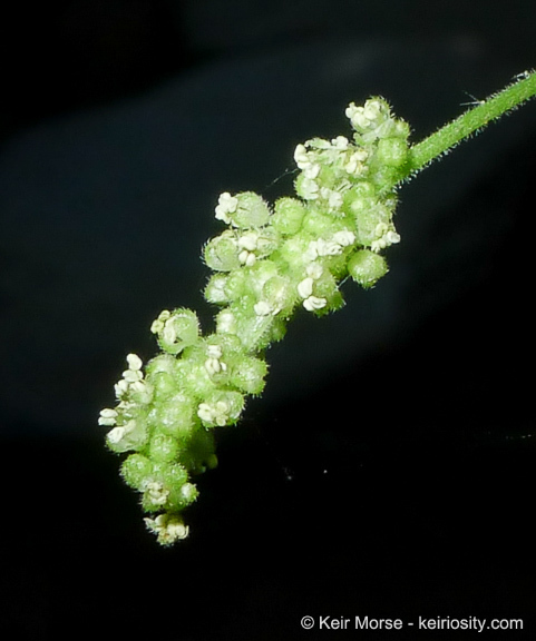 Image of <i>Urtica dioica</i> ssp. <i>holosericea</i>