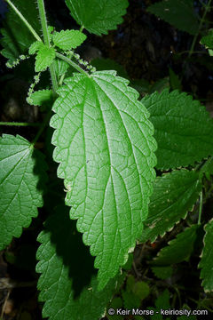 <i>Urtica dioica</i> ssp. <i>holosericea</i>的圖片