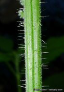 Image of <i>Urtica dioica</i> ssp. <i>holosericea</i>