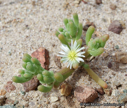 Imagem de Mesembryanthemum nodiflorum L.