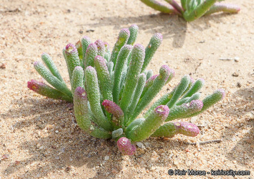 Image of slenderleaf iceplant