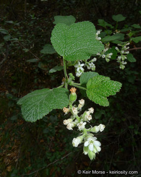 Image of whiteflower currant