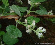 Image of whiteflower currant