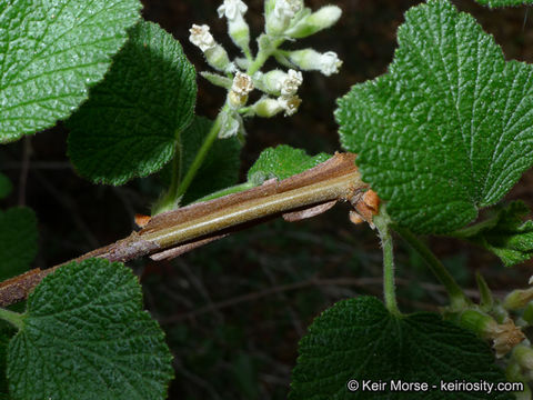 Image of whiteflower currant