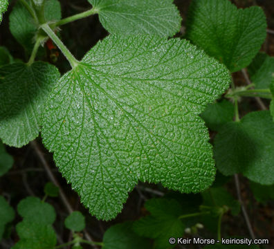 Image of whiteflower currant