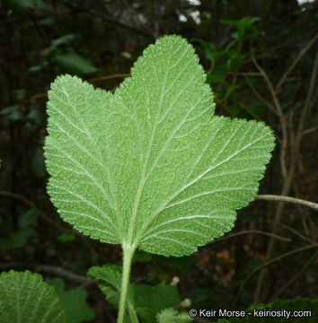 Image of whiteflower currant